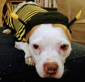 Image 6: “A white dog dressed as Wonder Woman”