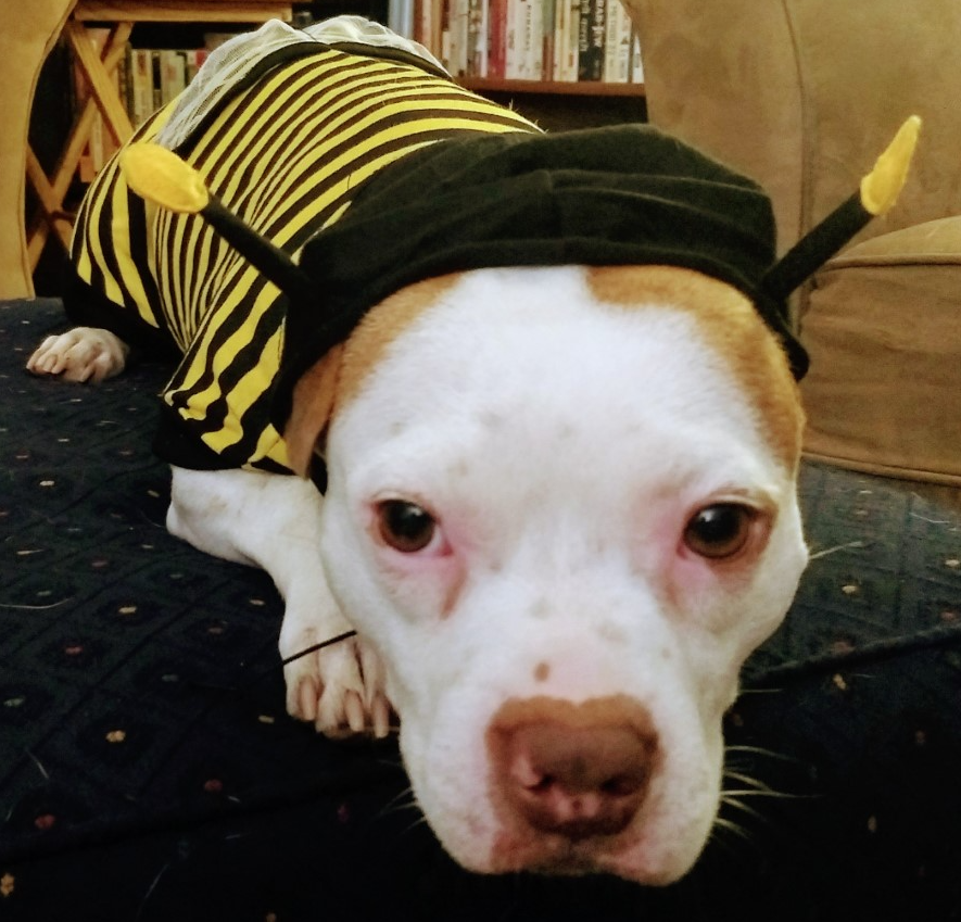 Image 6: “A white dog dressed as Wonder Woman”