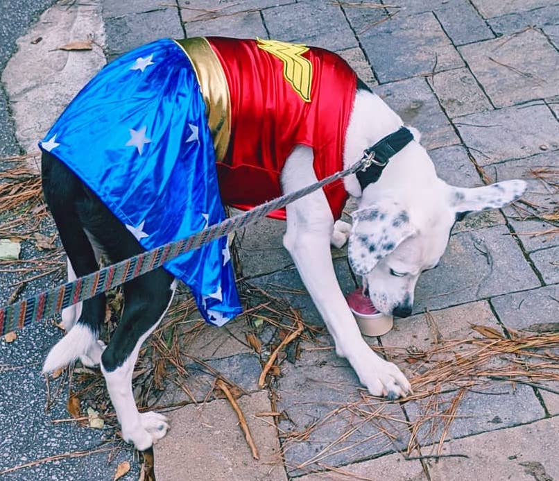 Image 5: “A sad-faced dog dressed as a bumblebee”